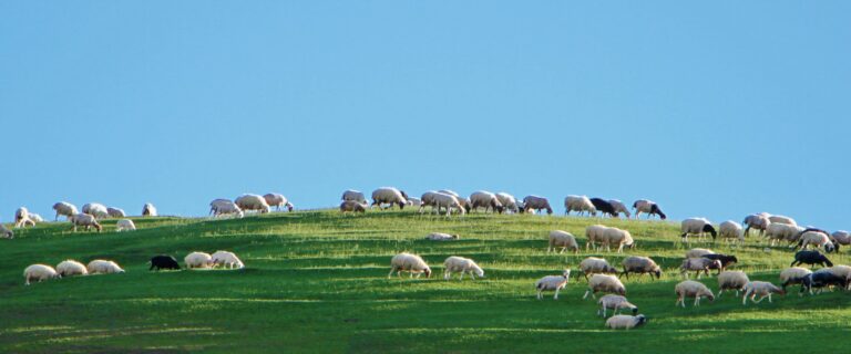 Jesus Is the Gate for the Sheep