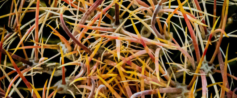 The Enemy We Must Not Ignore